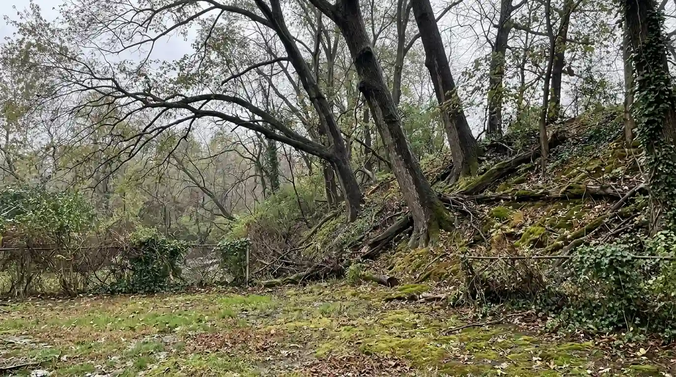 Trees on the Poquessing Creek bank leaning out over a Somerton backyard