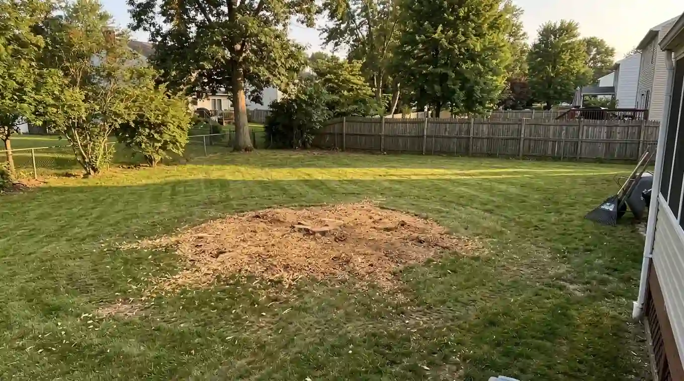 Raked backyard with fresh wood chips where a tree used to stand