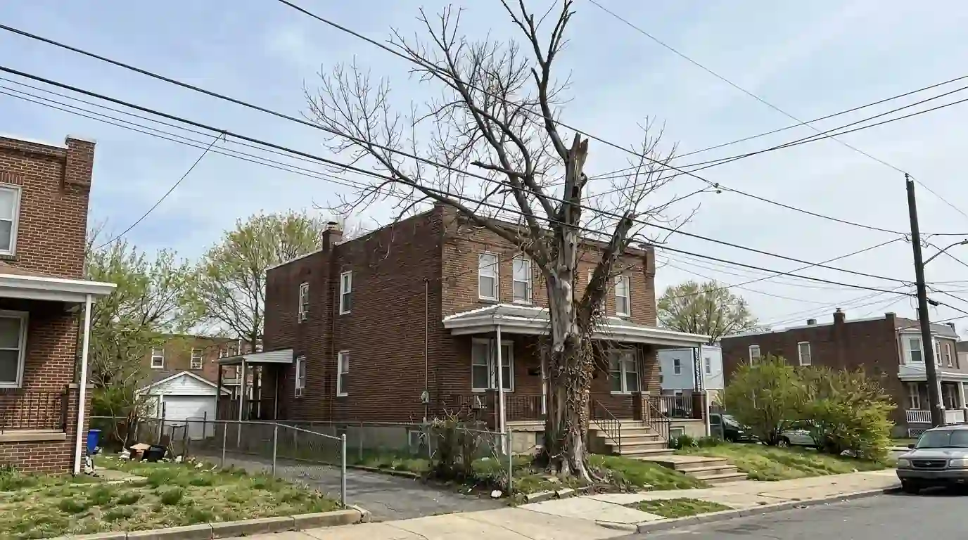 Ash tree with a dying upper crown beside a Northeast Philadelphia twin home