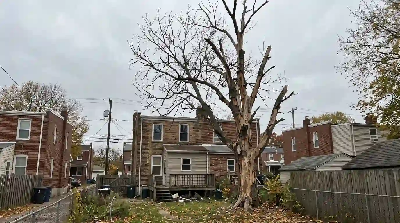 Dead ash tree with a bare upper crown standing over the back of a brick twin home