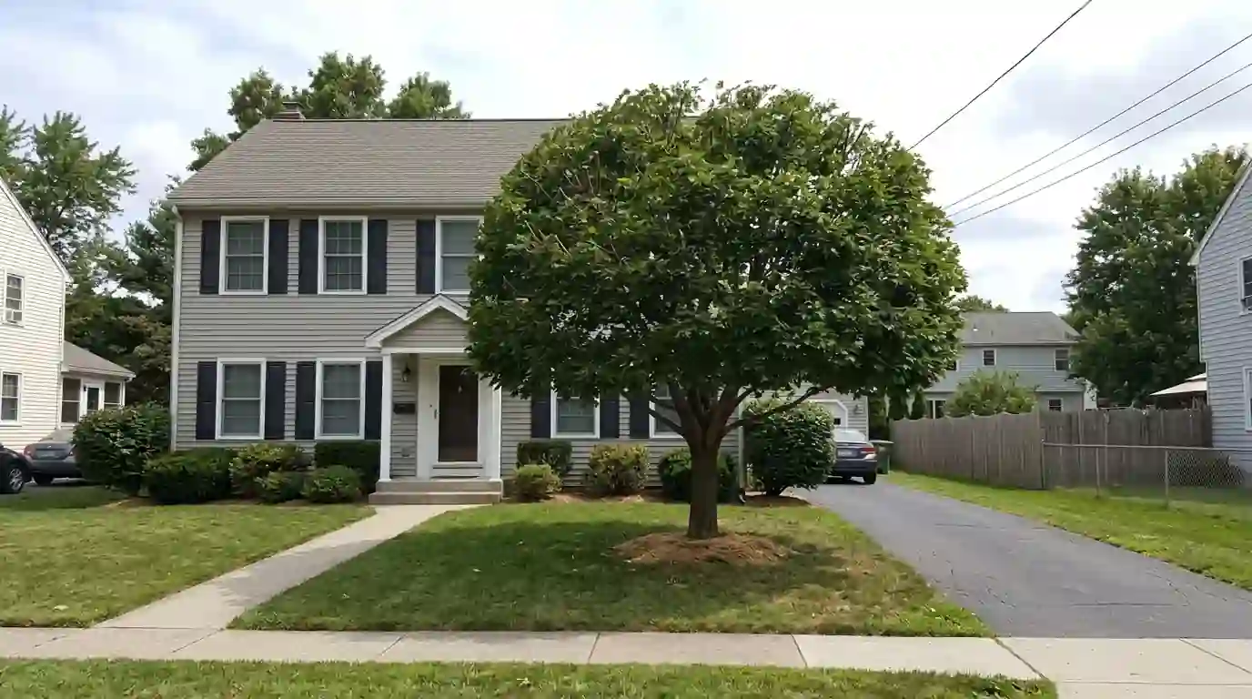 Maple with a freshly reduced, naturally rounded crown beside a colonial house