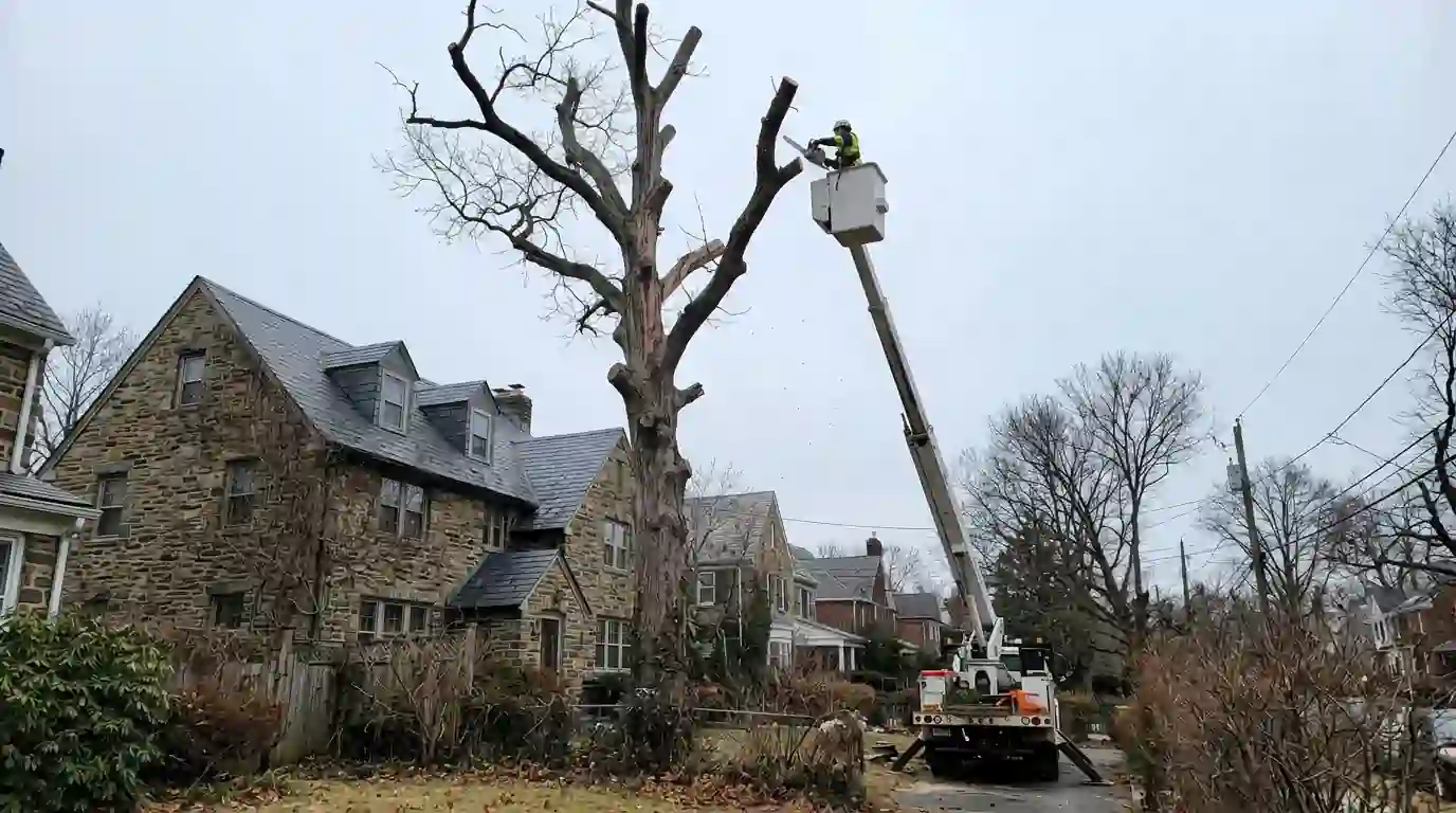 Worker in a bucket lift cutting the top off a dead oak behind a stone house