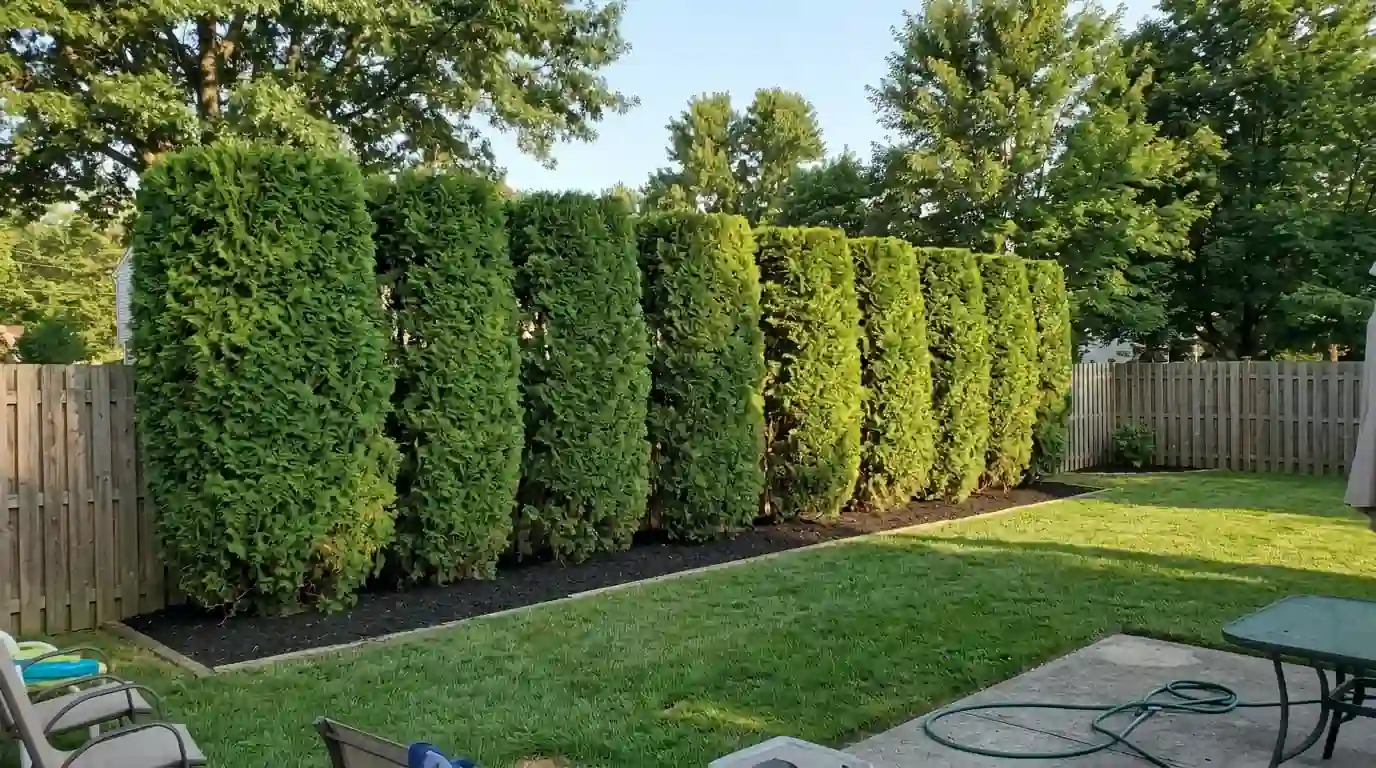 Freshly trimmed row of arborvitae forming a screen along a backyard fence