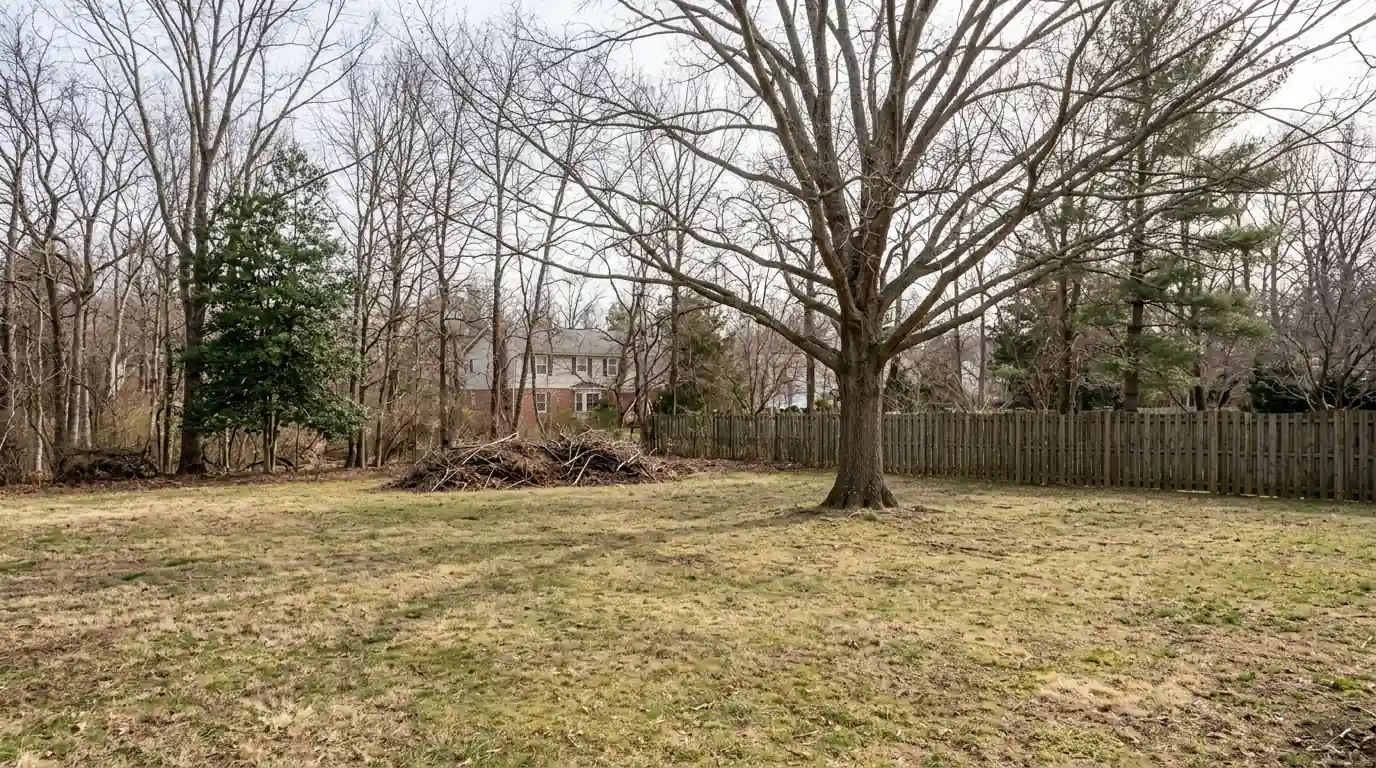 Evenly thinned oak crown above a raked backyard lawn in late winter