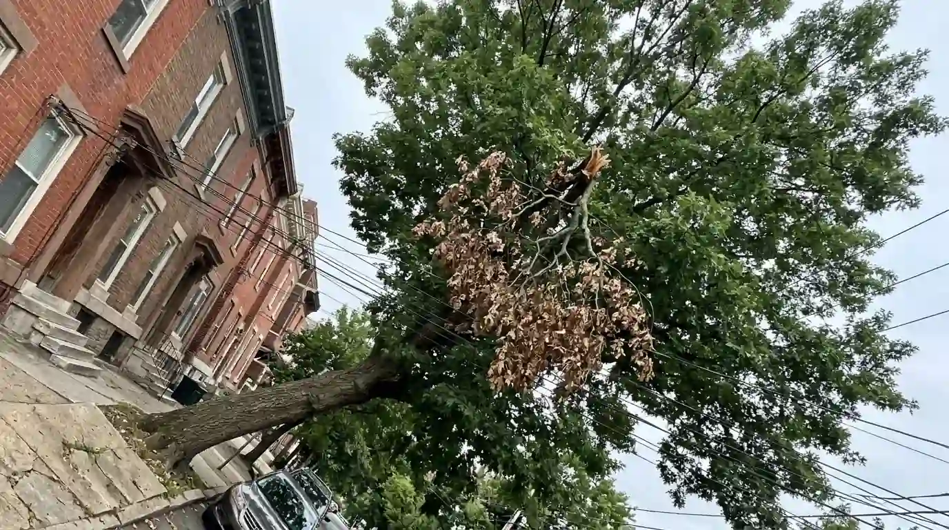 Snapped oak branch hanging upside down in a green crown above a sidewalk